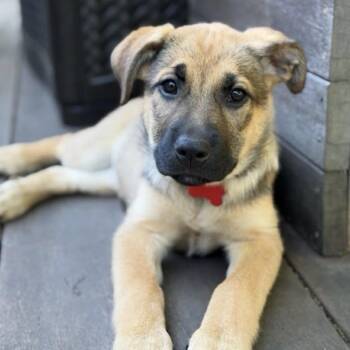 Maya -  Mixed Breed Dog for Adoption in Portland, Oregon - Maya | PetCurious