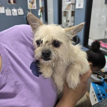 Pita -  Rat Terrier Dog for Adoption in Newark, New Jersey - Pita | PetCurious
