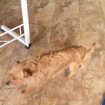 Little Man -  Terrier and Wire Fox Terrier Dog for Adoption in Tunkhannock, Pennsylvania - Little Man | PetCurious