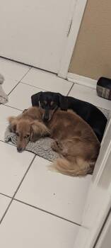 Oscar -  Dachshund Dog for Adoption in Houston, Texas - Oscar | PetCurious
