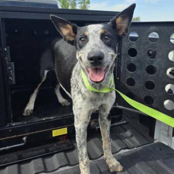 Memphis 26-10-051 -  Australian Cattle Dog Blue Heeler Dog for Adoption in Bastrop, Texas - Memphis 26-10-051 | PetCurious