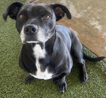 Milton -  American Bulldog Dog for Adoption in Midland, Texas - Milton | PetCurious