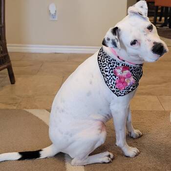 Betty White -  Terrier and Retriever Dog for Adoption in Corpus Christi, Texas - Betty White | PetCurious