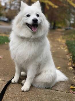 American Eskimo Dog Dogs Available for Adoption - Neeka - St. Louis, MO | PetCurious