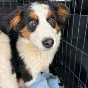 Koala -  Australian Shepherd Dog for Adoption in Monticello, New York - Koala | PetCurious