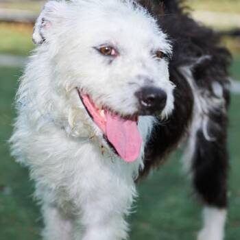 Mixed Breed Dogs Available for Adoption in Memphis, Tennessee - Hunter | PetCurious