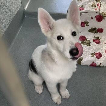 Siberian Husky Dogs Available for Adoption in Hawthorne, California - Mishka | PetCurious