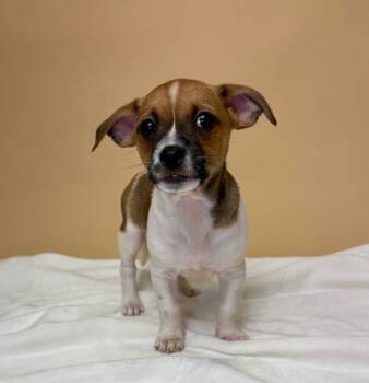 Rescue Chihuahua and Mixed Breed Dogs for Adoption in Alvin, Texas - Paul McCartney | PetCurious