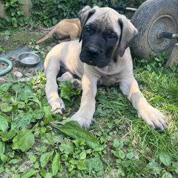 Winston -  Mastiff Dog for Adoption in Rockville, Maryland - Winston | PetCurious