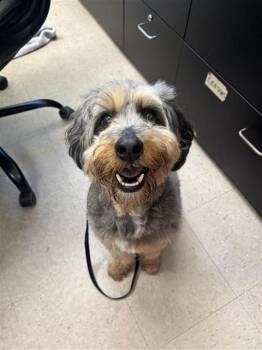 Mixed Breed Dogs Available for Adoption - REESIE | PetCurious