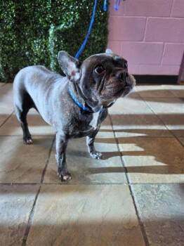 61654593 -  French Bulldog Dog for Adoption in El Paso, Texas - 61654593 | PetCurious