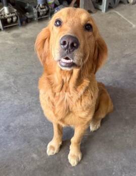 Honey #7062 -  Golden Retriever Dog for Adoption in Louisville, Kentucky - Honey #7062 | PetCurious