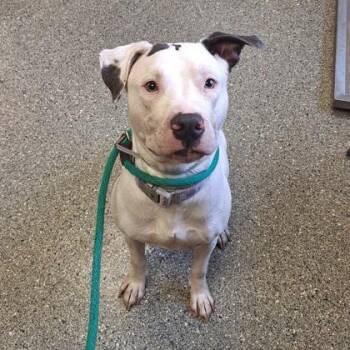 Pit Bull Terrier and Mixed Breed Dogs Available for Adoption - Sephora | PetCurious