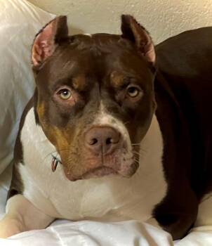 Luna -  American Bully Dog for Adoption in Hayward, California - Luna | PetCurious