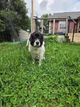 Clooney -  Newfoundland Dog Dog for Adoption in Columbus, Ohio - Clooney | PetCurious