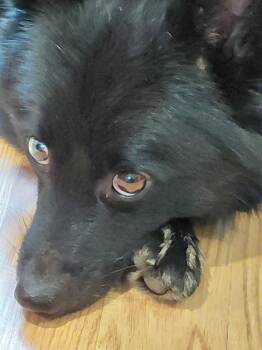 KAZOO -  Pomeranian and Husky Dog for Adoption in Millerstown, Pennsylvania - KAZOO | PetCurious