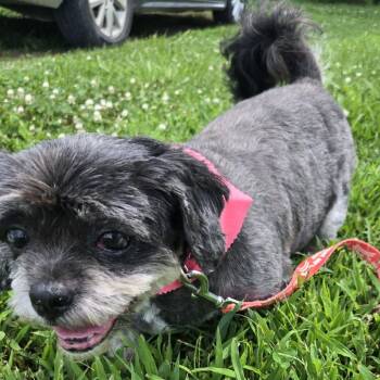 Tutu -  Shih Tzu and Pug Dog for Adoption in Kansas City, Missouri - Tutu | PetCurious