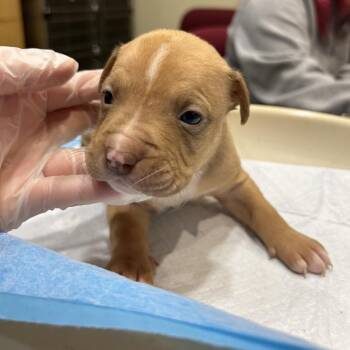 Mixed Breed Dogs Available for Adoption in Chattanooga, Tennessee - Baby Ruth | PetCurious