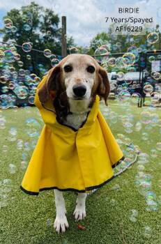 Birdie -  Treeing Walker Coonhound Dog for Adoption - Birdie | PetCurious