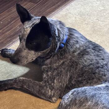 Australian Cattle Dog Blue Heeler Dogs Available for Adoption in Coldwater, Michigan - Kewl (Cool) | PetCurious