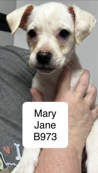 Chihuahua and Bulldog Dogs Available for Adoption in Morganton, North Carolina - Mary Jane | PetCurious
