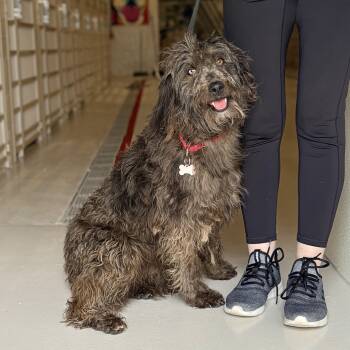 Labradoodle Dogs Available for Adoption - Giselle | PetCurious