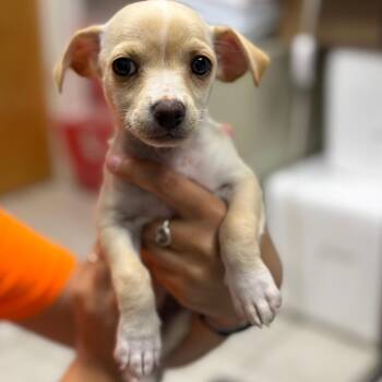 Lady -  Chihuahua and Mixed Breed Dog for Adoption in Laredo, Texas - Lady | PetCurious