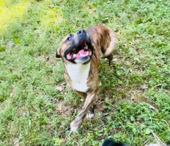 Rescue Mixed Breed Dogs for Adoption in Rogers, Arkansas - Whisky | PetCurious