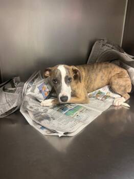 Carly -  Mixed Breed Dog for Adoption in Sorrento, Louisiana - Carly | PetCurious