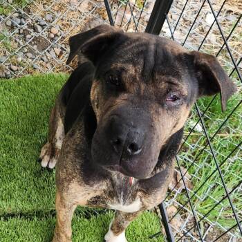 Shar Pei Dogs Available for Adoption in Billings, Montana - Highlight | PetCurious