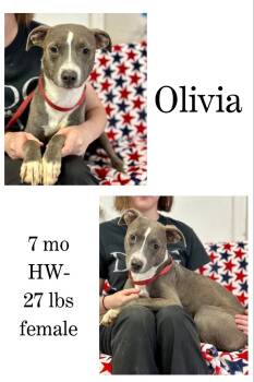 Rescue Mixed Breed Dogs for Adoption in Albany, Georgia - Olivia | PetCurious