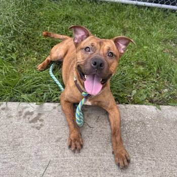 Nellie -  Boxer and Pit Bull Terrier Dog for Adoption in Canton, Illinois - Nellie | PetCurious
