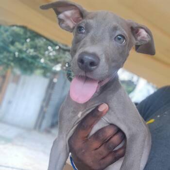 Jon Snow -  Labrador Retriever Dog for Adoption in Houston, Texas - Jon Snow | PetCurious