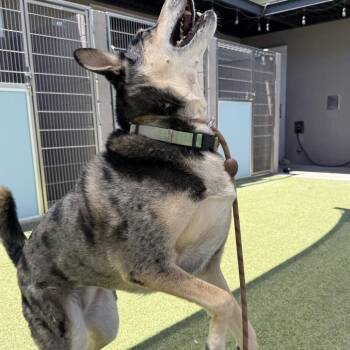 Cappuccino -  Catahoula Leopard Dog Dog for Adoption in Phoenix, Arizona - Cappuccino | PetCurious