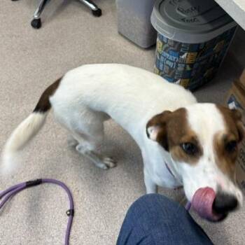 Zoe -  Terrier and Spaniel Dog for Adoption in Horn Lake, Mississippi - Zoe | PetCurious