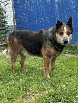 Rescue Australian Cattle Dog Blue Heeler Dogs for Adoption in Wooster, Ohio - Smokey | PetCurious