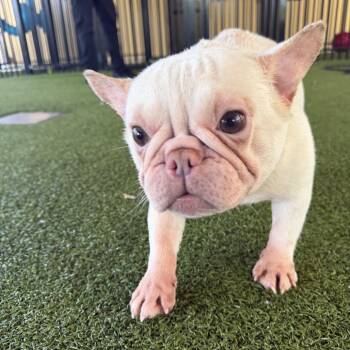 Elieen -  French Bulldog and Mixed Breed Dog for Adoption in West Palm Beach, Florida - Elieen | PetCurious