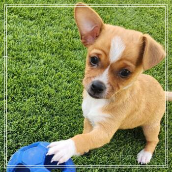 Rescue Wirehaired Terrier and Chihuahua Dogs for Adoption in Chandler, Arizona - Laska | PetCurious