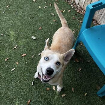Shepherd Dogs Available for Adoption in Lakeland, Florida - Bagel | PetCurious