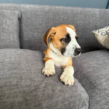 Mixed Breed Dogs Available for Adoption in Shorewood, Illinois - Heidi | PetCurious