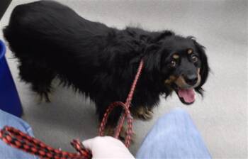 Cavalier King Charles Spaniel Dogs Available for Adoption - DIESEL | PetCurious