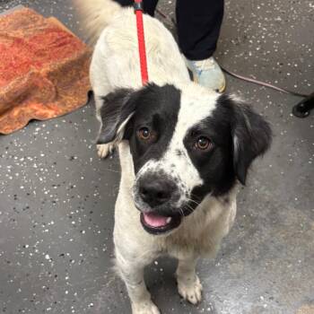 Alys -  Mixed Breed Dog for Adoption in Columbiana, Alabama - Alys | PetCurious