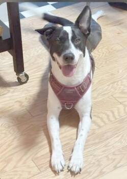 Rusty -  Border Collie Dog for Adoption in Camden, South Carolina - Rusty | PetCurious