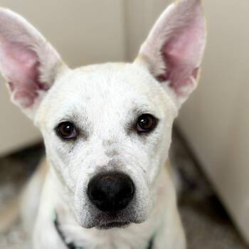 Alaska -  Mixed Breed Dog for Adoption in Auburn, Alabama - Alaska | PetCurious