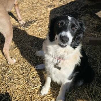Australian Shepherd and Mixed Breed Dogs Available for Adoption - Momma Fortune 500 | PetCurious