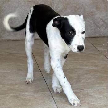 Whitney -  Border Collie Dog for Adoption in Larkfield-wikiup, California - Whitney | PetCurious