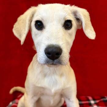 Smoothie -  Anatolian Shepherd Dog for Adoption in Pekin, Illinois - Smoothie | PetCurious