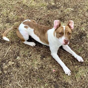 Australian Cattle Dog Blue Heeler and Pit Bull Terrier Dogs Available for Adoption - Thor | PetCurious