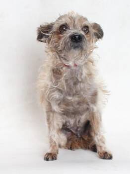 Terrier Dogs Available for Adoption in Burbank, California - NANA | PetCurious
