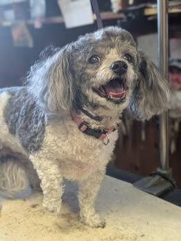 Ellie -  Poodle and Shih Poo Dog for Adoption in Coeur D